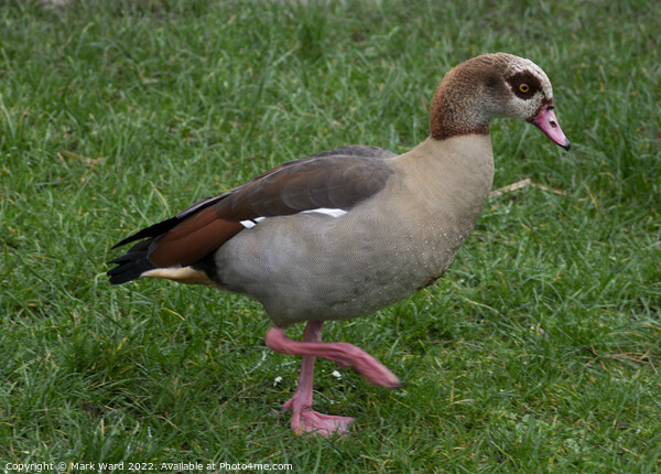 Egyptian Goose on the move. Picture Board by Mark Ward