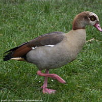 Buy canvas prints of Egyptian Goose on the move. by Mark Ward