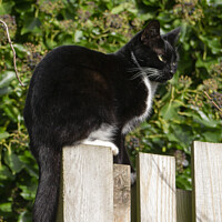 Buy canvas prints of A cat sitting on top of fence by Mark Ward