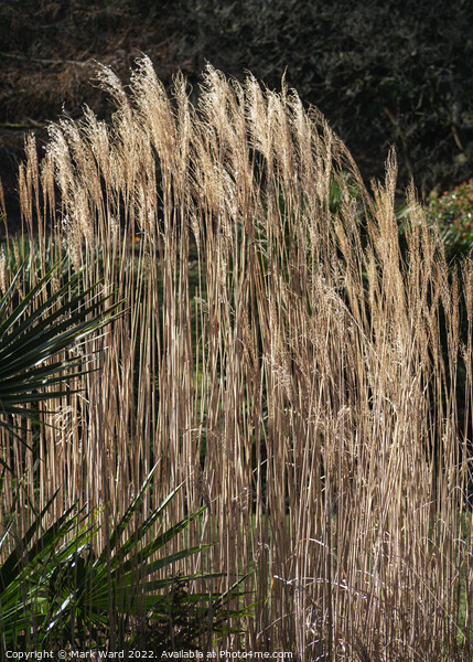 Golden Grasses. Picture Board by Mark Ward