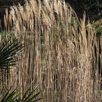 Buy canvas prints of Golden Grasses. by Mark Ward