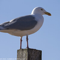 Buy canvas prints of The Coastal Resident. by Mark Ward