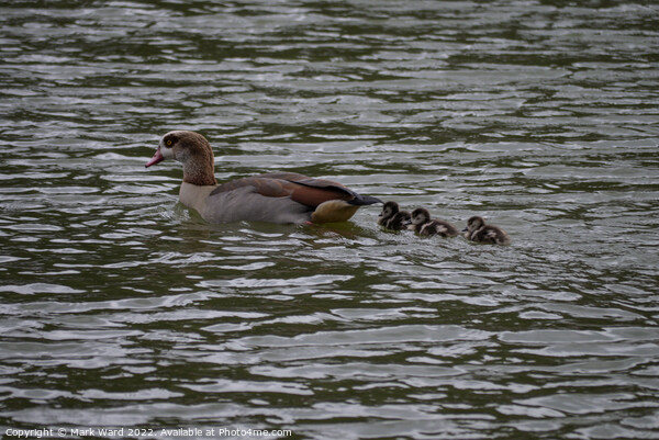 Egyptian Goose with March Chicks. Picture Board by Mark Ward