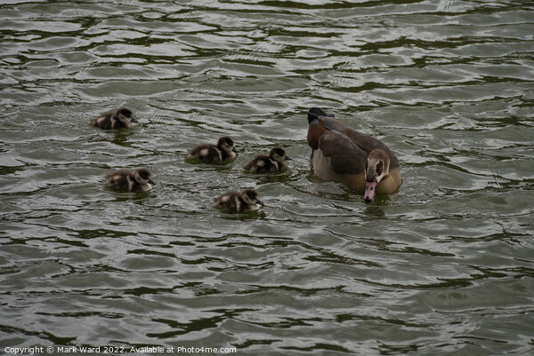 Egyptian Goose chicks in March. Picture Board by Mark Ward