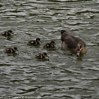 Buy canvas prints of Egyptian Goose chicks in March. by Mark Ward