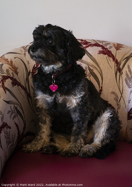 Terrier on a Chair. Picture Board by Mark Ward