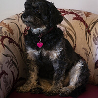 Buy canvas prints of Terrier on a Chair. by Mark Ward
