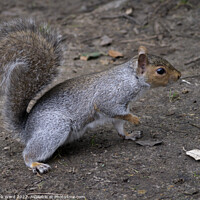 Buy canvas prints of A squirrel at Lunch. by Mark Ward