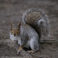 Buy canvas prints of A very active Squirrel in Spring. by Mark Ward