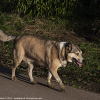 Buy canvas prints of Big Dog on a Mission. by Mark Ward