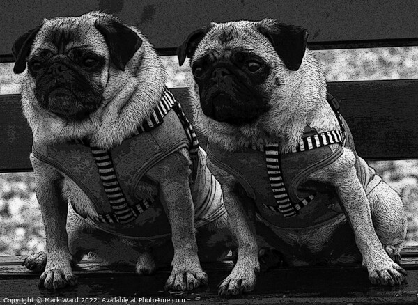 Two Pugs on a Bench in Monochrome. Picture Board by Mark Ward