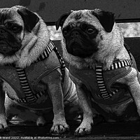 Buy canvas prints of Two Pugs on a Bench in Monochrome. by Mark Ward