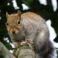 Buy canvas prints of A squirrel on a branch. by Mark Ward