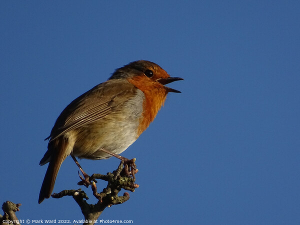 Robin in Song. Picture Board by Mark Ward