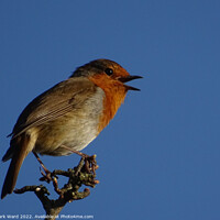 Buy canvas prints of Robin in Song. by Mark Ward