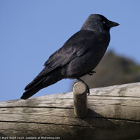 Buy canvas prints of Jackdaw at the Seaside. by Mark Ward