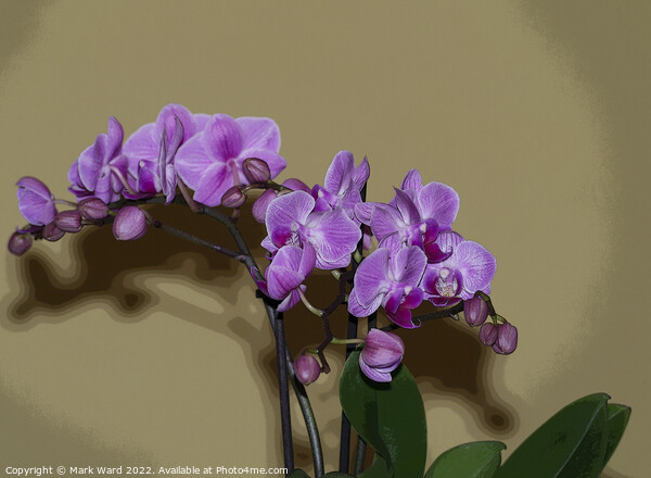 Pink Orchid Picture Board by Mark Ward