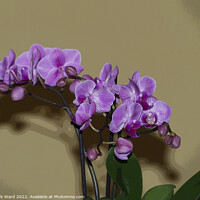 Buy canvas prints of Pink Orchid by Mark Ward