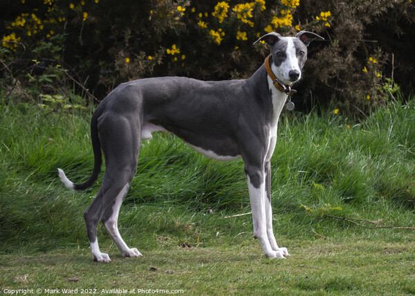 A Greyhound waiting for his companion. Picture Board by Mark Ward