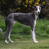 Buy canvas prints of A Greyhound waiting for his companion. by Mark Ward