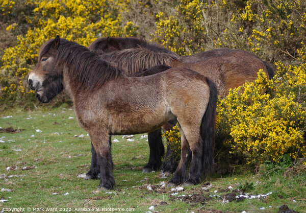 Horse in Gorse. Picture Board by Mark Ward