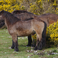Buy canvas prints of Horse in Gorse. by Mark Ward