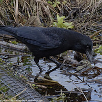 Buy canvas prints of Crow in the water. by Mark Ward