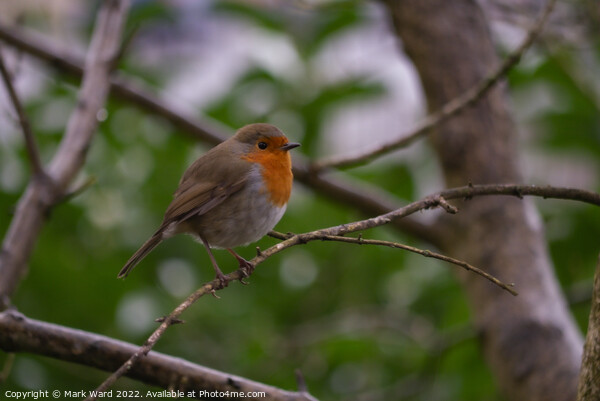Robin in Spring. Picture Board by Mark Ward