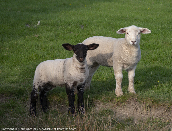 Spring Lambs in Sussex. Picture Board by Mark Ward