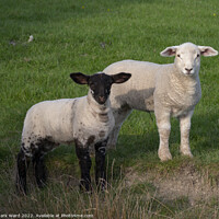 Buy canvas prints of Spring Lambs in Sussex. by Mark Ward
