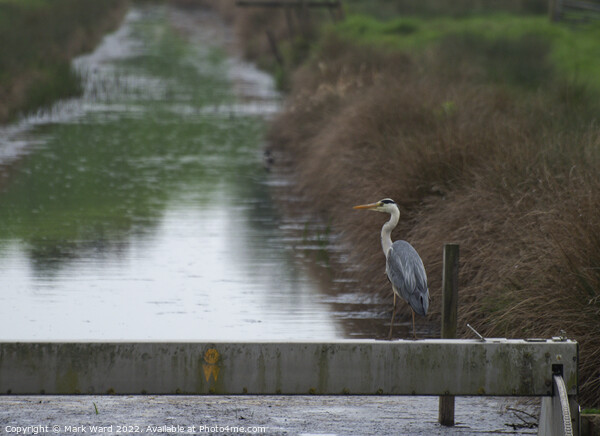 Heron patiently waiting. Picture Board by Mark Ward
