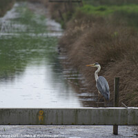 Buy canvas prints of Heron patiently waiting. by Mark Ward