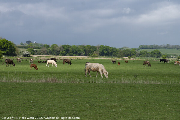 Cattle Grazing in Sussex. Picture Board by Mark Ward