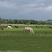 Buy canvas prints of Cattle Grazing in Sussex. by Mark Ward