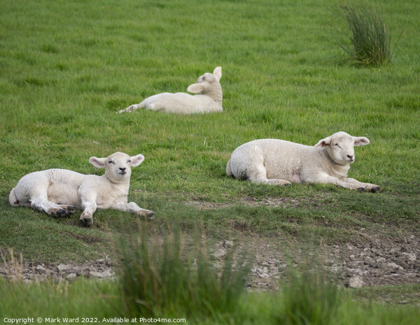 Lambs at Rest. Picture Board by Mark Ward