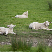 Buy canvas prints of Lambs at Rest. by Mark Ward