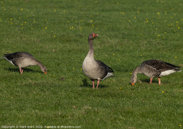 Greylag Geese. Picture Board by Mark Ward