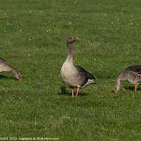 Buy canvas prints of Greylag Geese. by Mark Ward