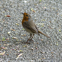 Buy canvas prints of Robin in the park by Mark Ward