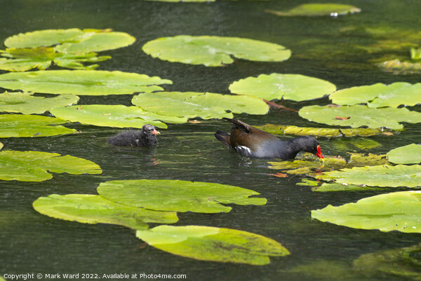 Moorhen and chick on Lilypads. Picture Board by Mark Ward