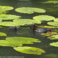 Buy canvas prints of Moorhen and chick on Lilypads. by Mark Ward