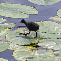 Buy canvas prints of Moorhen Chick by Mark Ward