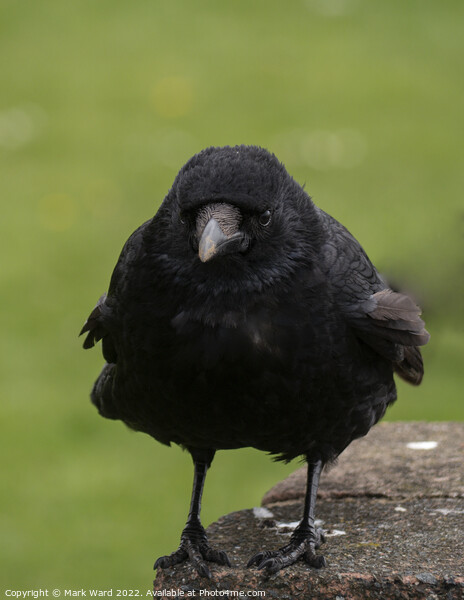 The Carrion Crow. Picture Board by Mark Ward