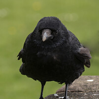 Buy canvas prints of The Carrion Crow. by Mark Ward