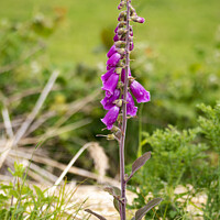 Buy canvas prints of Foxglove in Nature. by Mark Ward