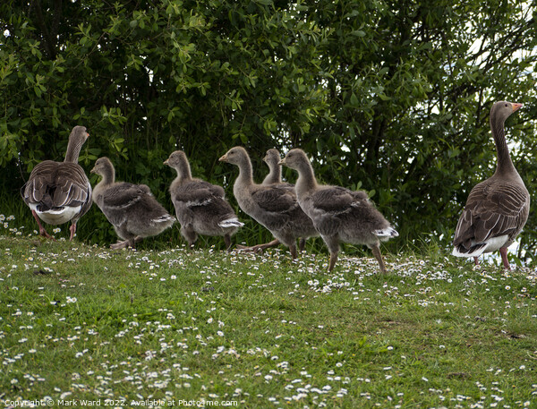Grelag Goose Family. Picture Board by Mark Ward