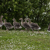 Buy canvas prints of Grelag Goose Family. by Mark Ward