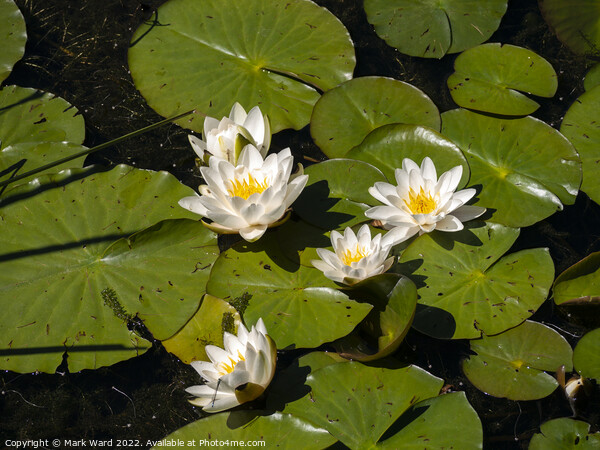 White Water Lilies. Picture Board by Mark Ward