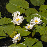Buy canvas prints of White Water Lilies. by Mark Ward