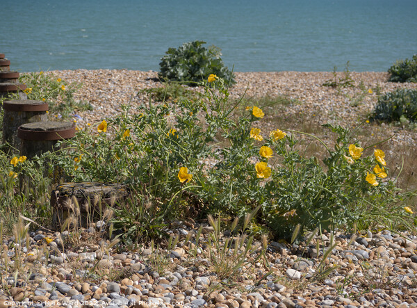 Yellow Horned Poppy on the beach. Picture Board by Mark Ward